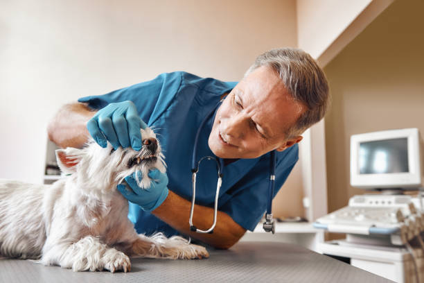 Dentist for Dental Trauma in FL